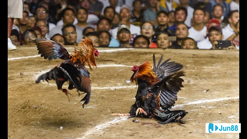 Bế gà đá theo cách đúng