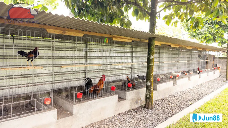 Kỹ thuật đổ gà đá hiệu quả - Các kỹ thuật