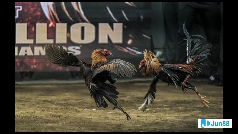 Kỹ thuật đổ gà đá hiệu quả