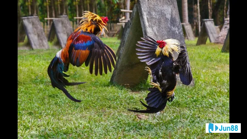 Vai trò của lối đá trong thi đấu Vai trò của lối đá trong thi đấu