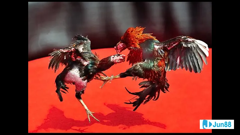 Lối đá sỏ nơi vùng quê Lối đá sỏ nơi vùng quê