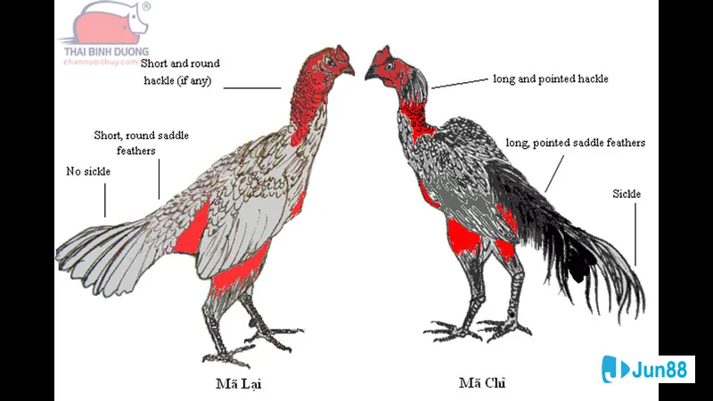 Sức bền và ổn định Sức bền và ổn định
