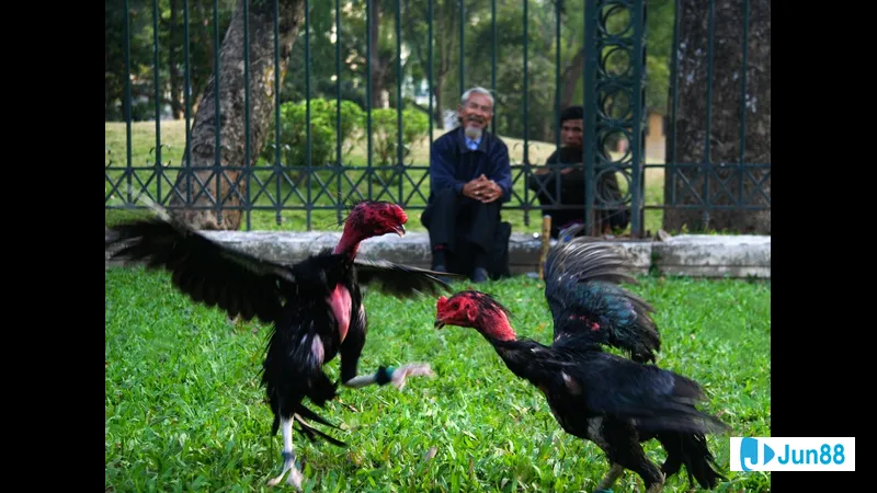 Lối đá cho gà chọi Lối đá cho gà chọi