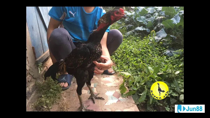 Lối đá gà chọi đặc trưng Lối đá gà chọi đặc trưng