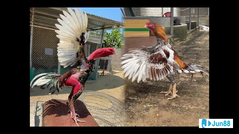 Lối đá mé rêu phong Lối đá mé rêu phong