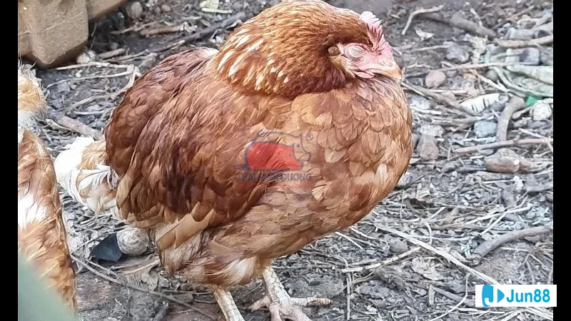 Chế Độ Dinh Dưỡng Đúng Chuẩn