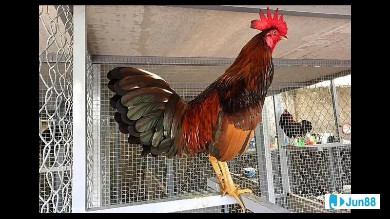 Đặc điểm gà đá Mỹ cựa sắt