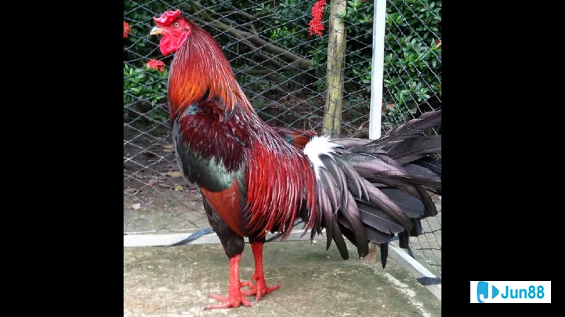 Gà đá chất lượng